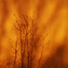 Natural Art: "Trees Are Burning"