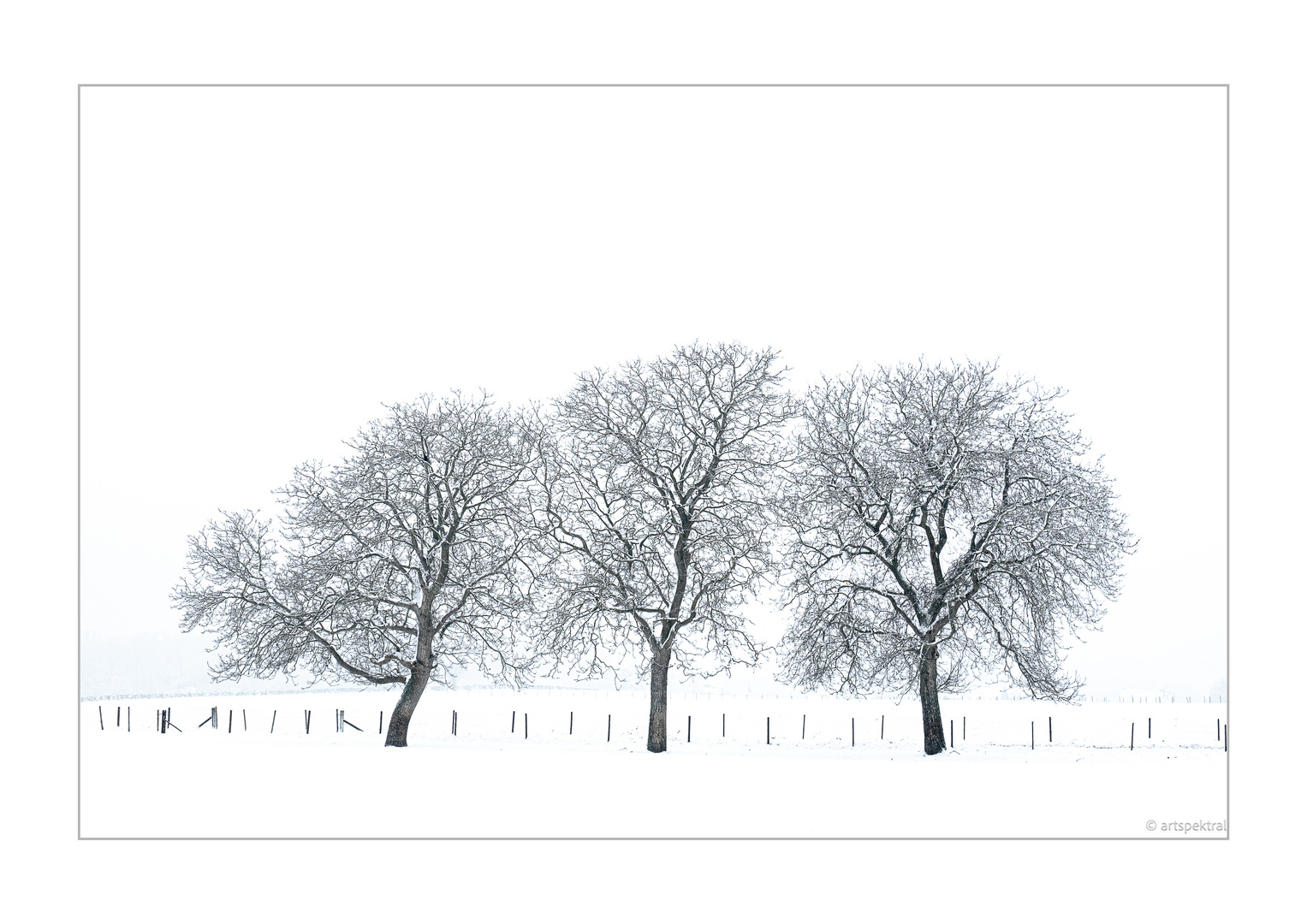 natural black and white / walnut trees