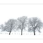 natural black and white / walnut trees