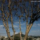 Natural blue sky with tree and mountain