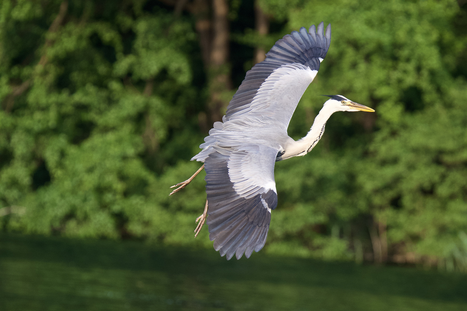 Natural Born Wing-Surfer...