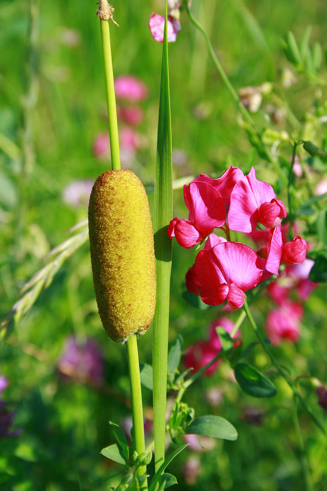 Natural bouquet.