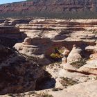 Natural Bridges National Monument