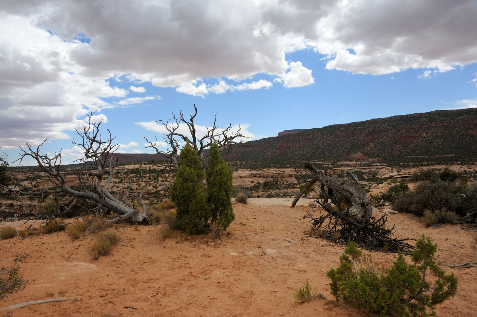 Natural Bridges National Monument