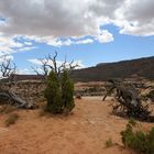 Natural Bridges National Monument