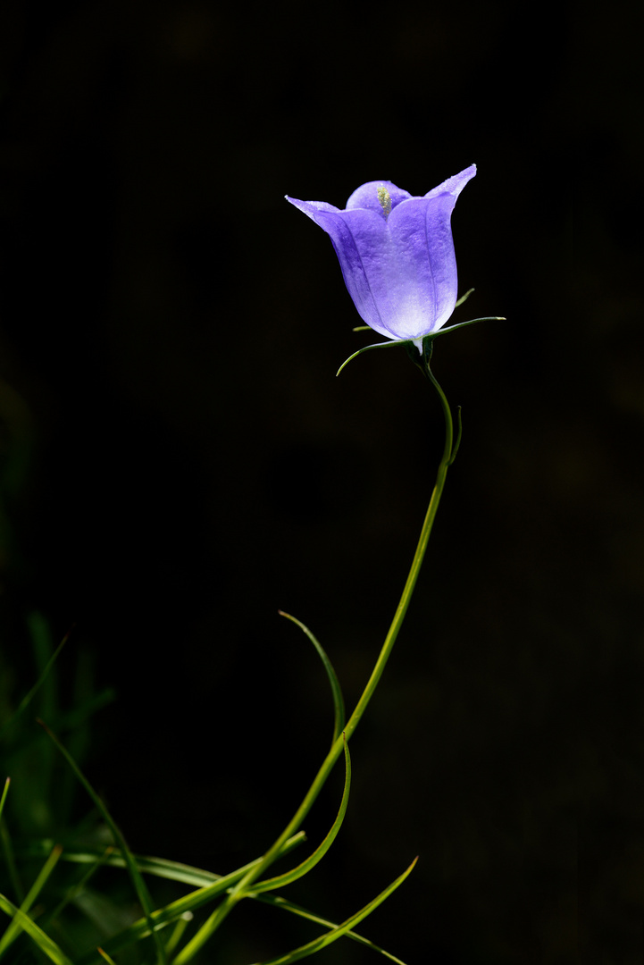 Natural candelabra