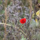 Natural Colourpopping