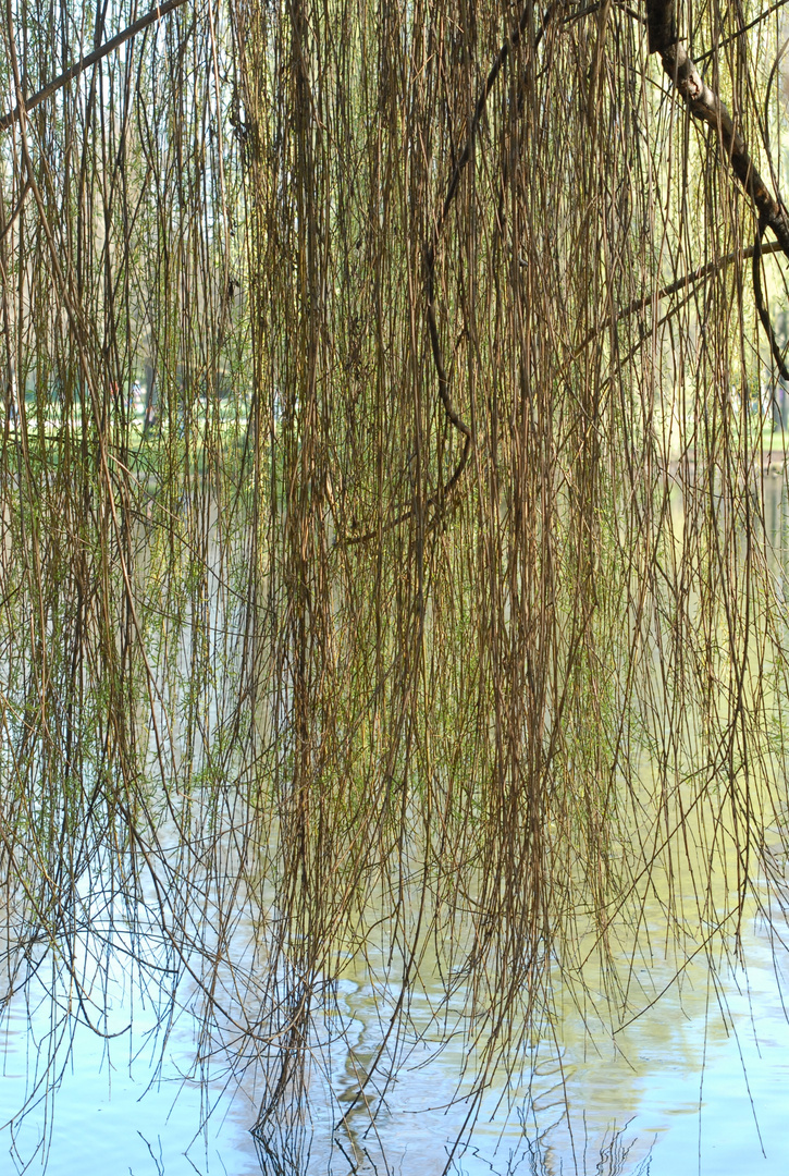 Natural Curtain...........