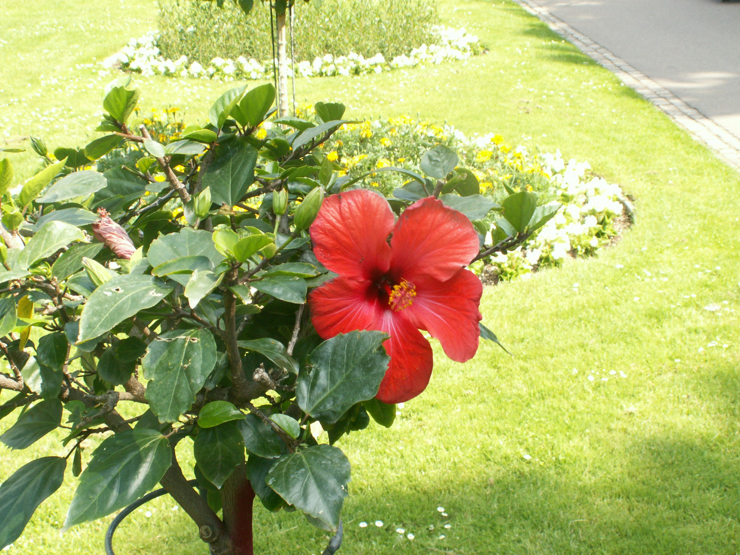 Natural flower