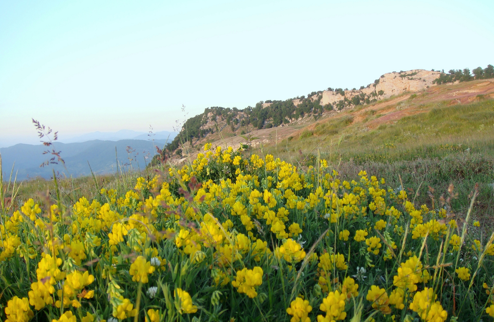 Natural garden in top