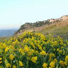 Natural garden in top