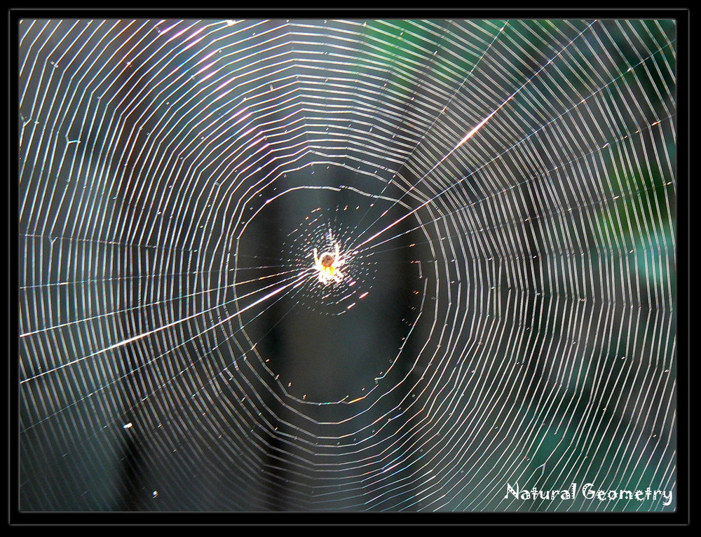 Natural Geometry photo & image abstract nature, misc, nature images