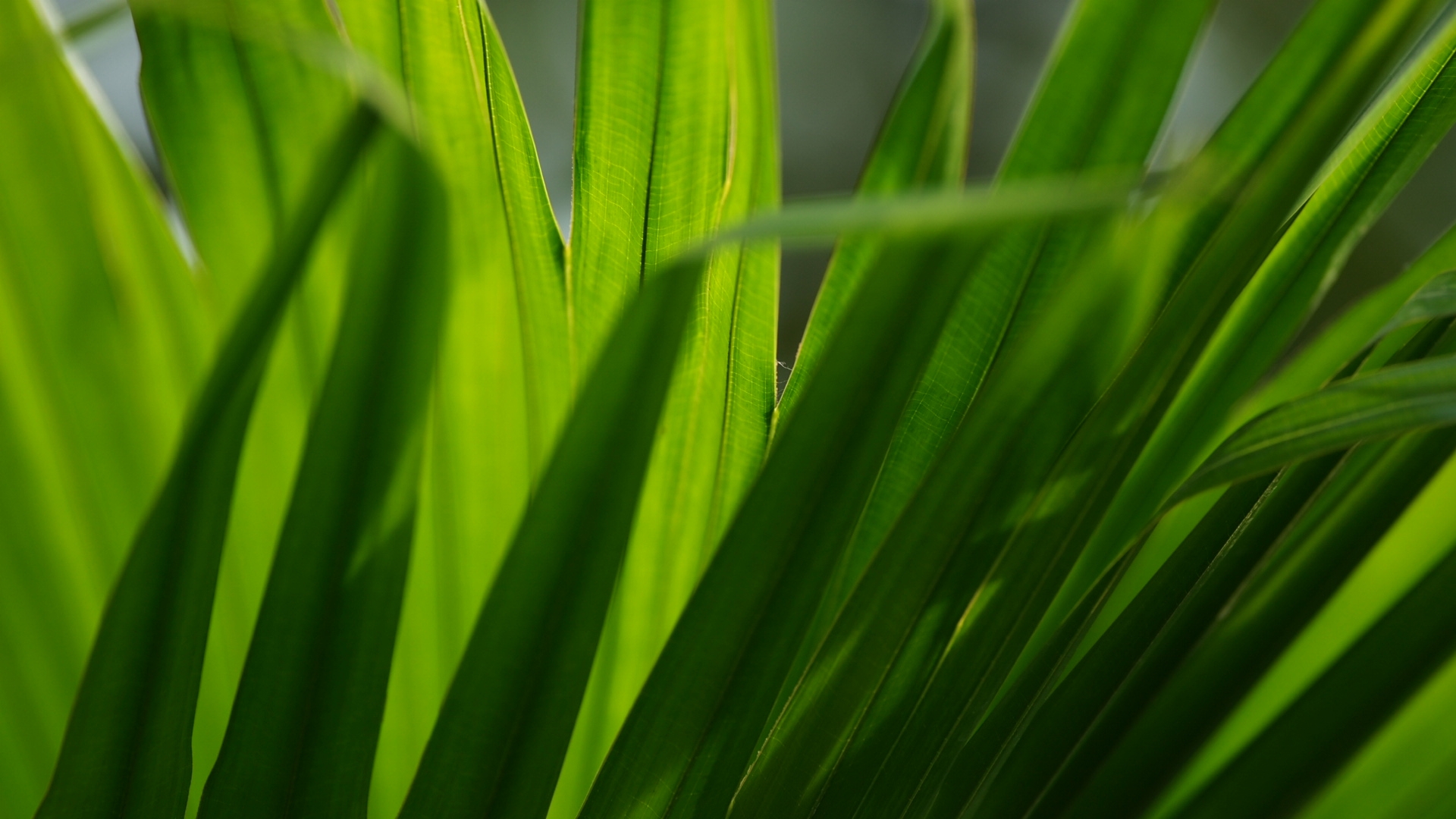 Natural Green