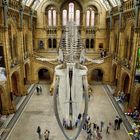  Natural History Museum 