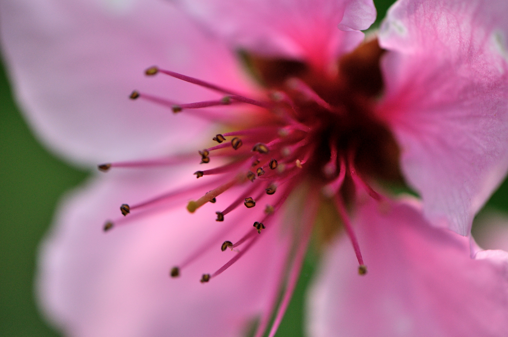 Natural Inside Approach: getting lost in deep pink .