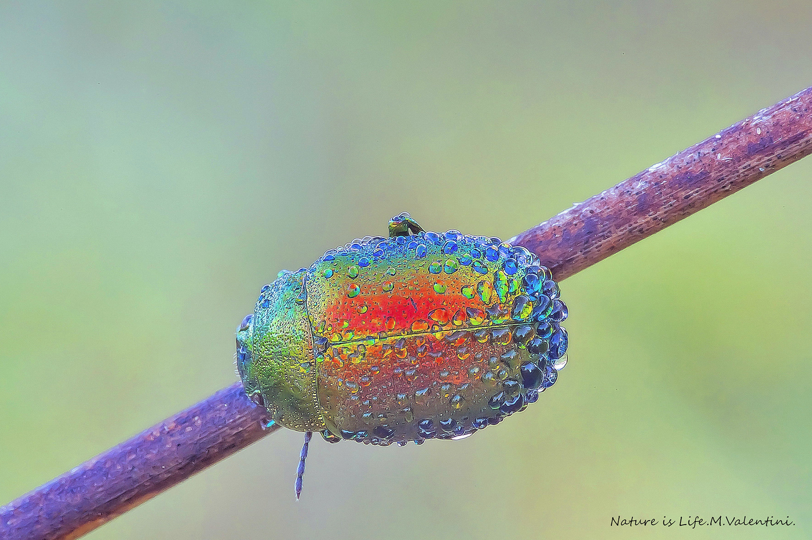 Natural Jewellery.