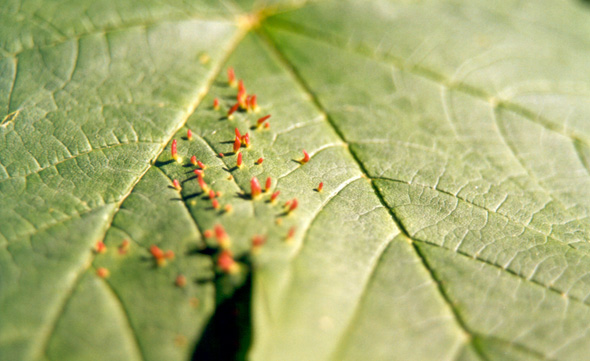 Natural Leaf