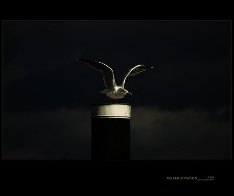 - natural monument -