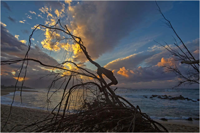 Natural Sculpture 