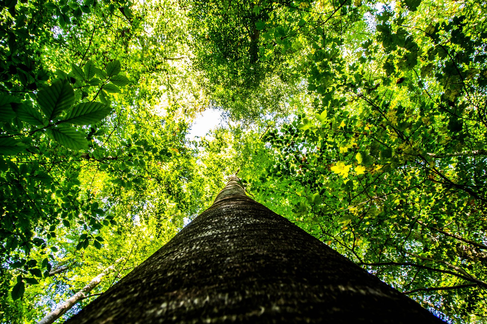 Natural Skyscraper