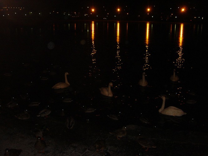 natural "Swans"