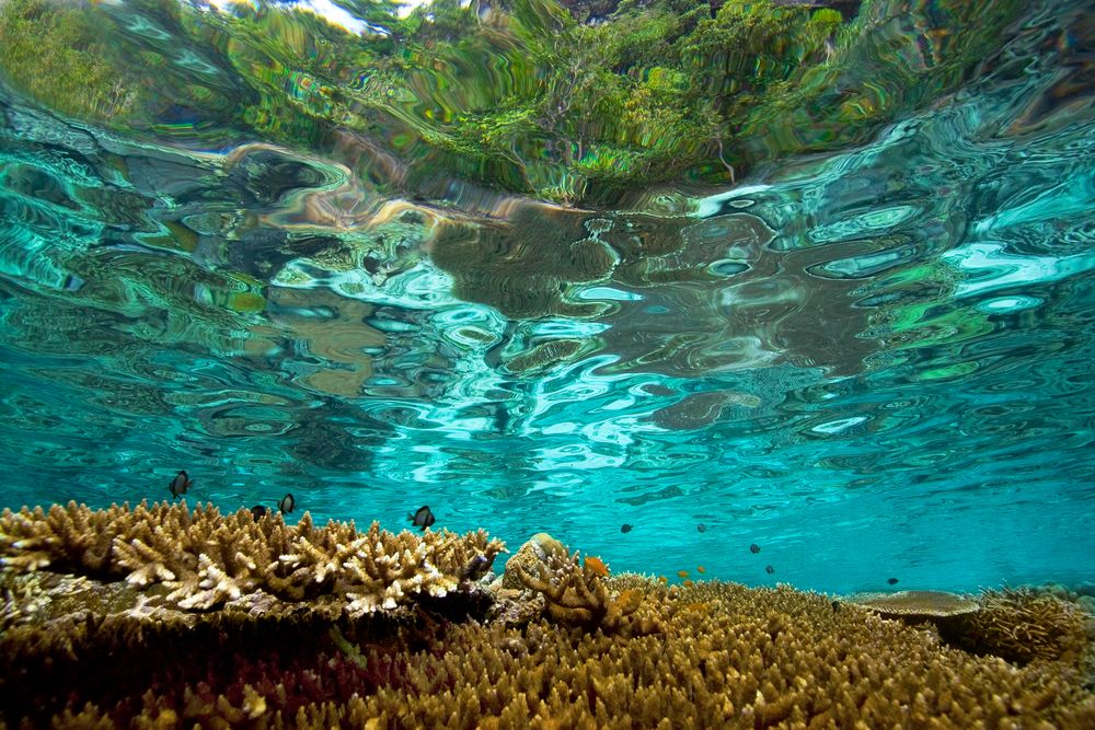 -Natural Swimming Pool-