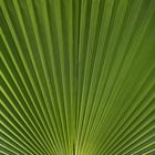 Natural Symetry - Fan Palm