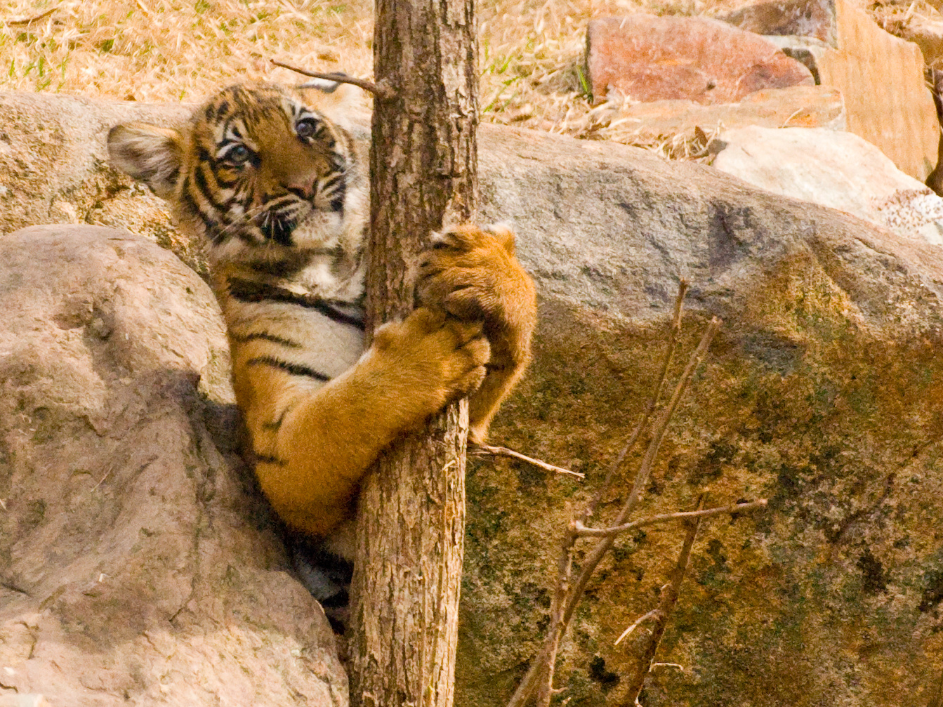 Natural Tree Hugger