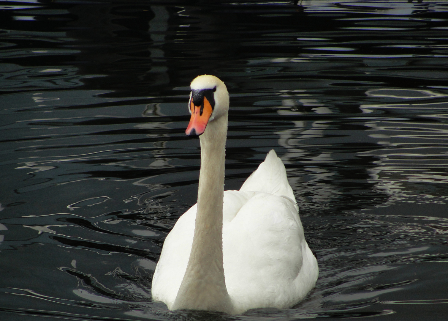 NATURALE ELEGANZA