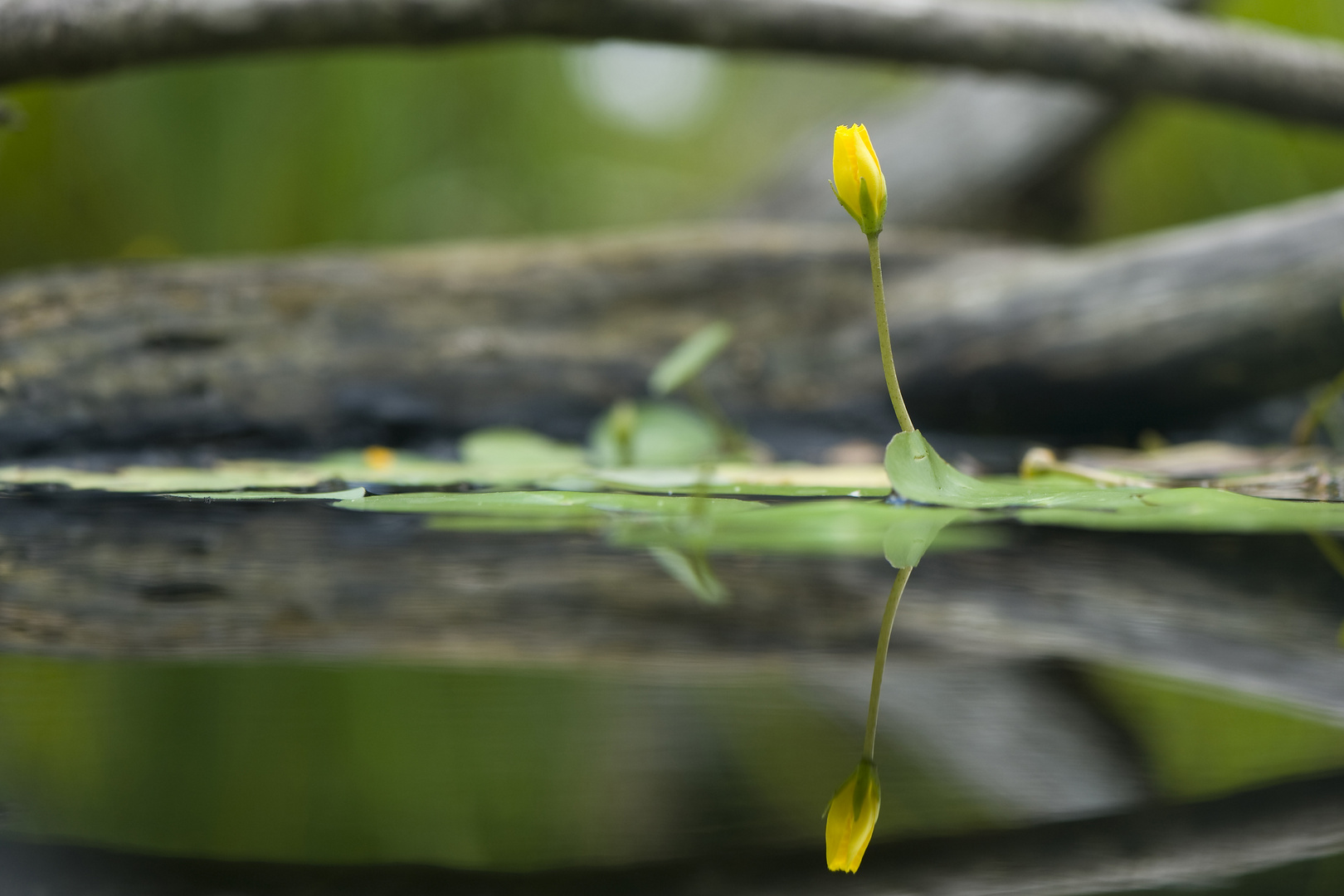 __naturale mirror__