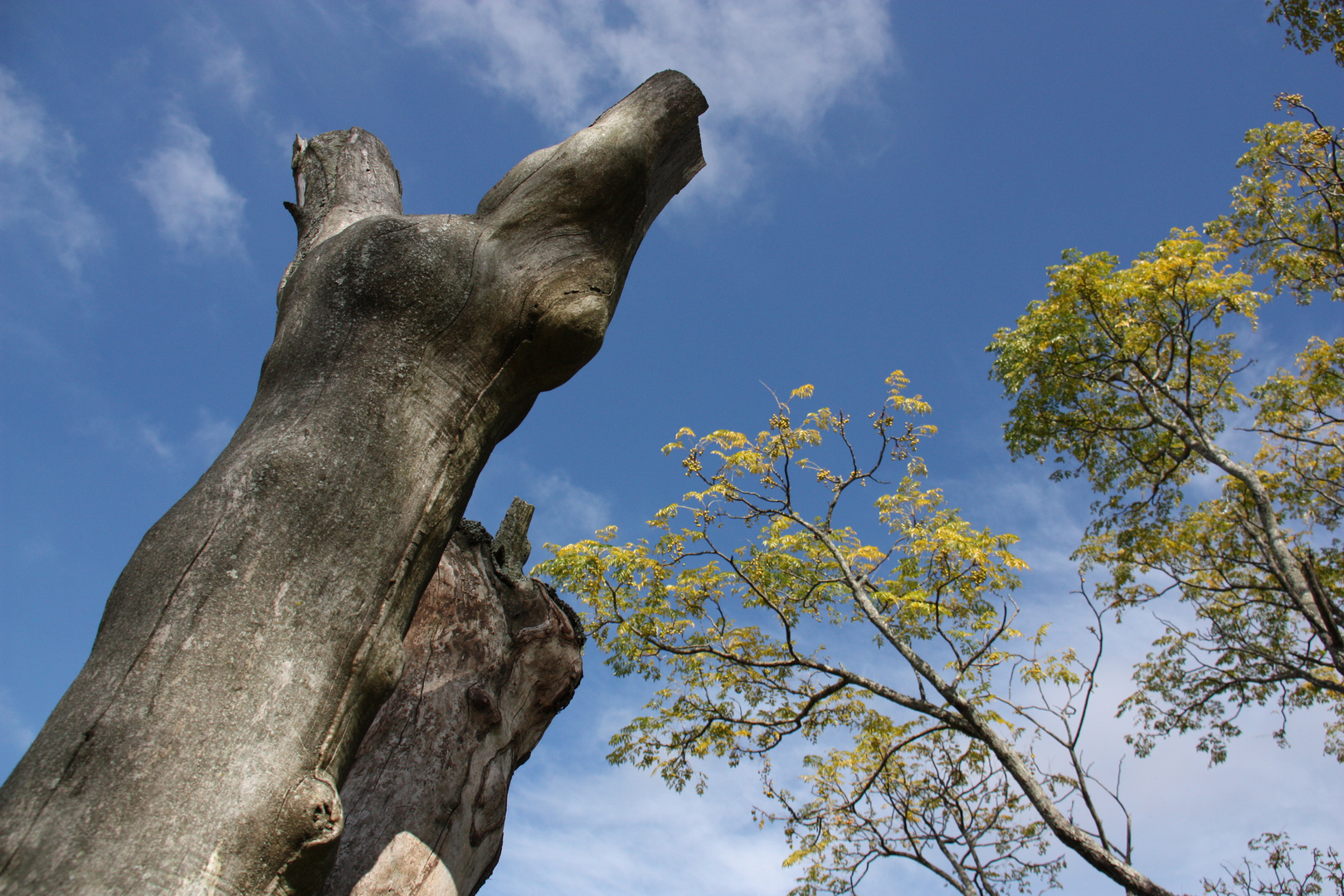 Naturaleza