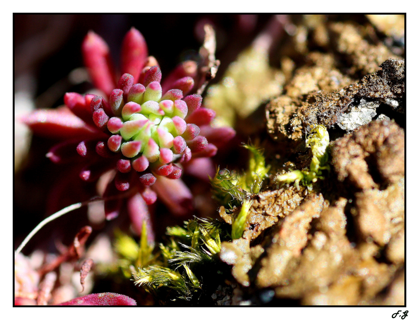 Naturaleza a ras de suelo