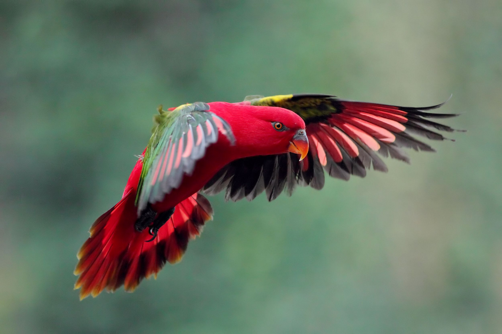 NATURALEZA A TODO COLOR.