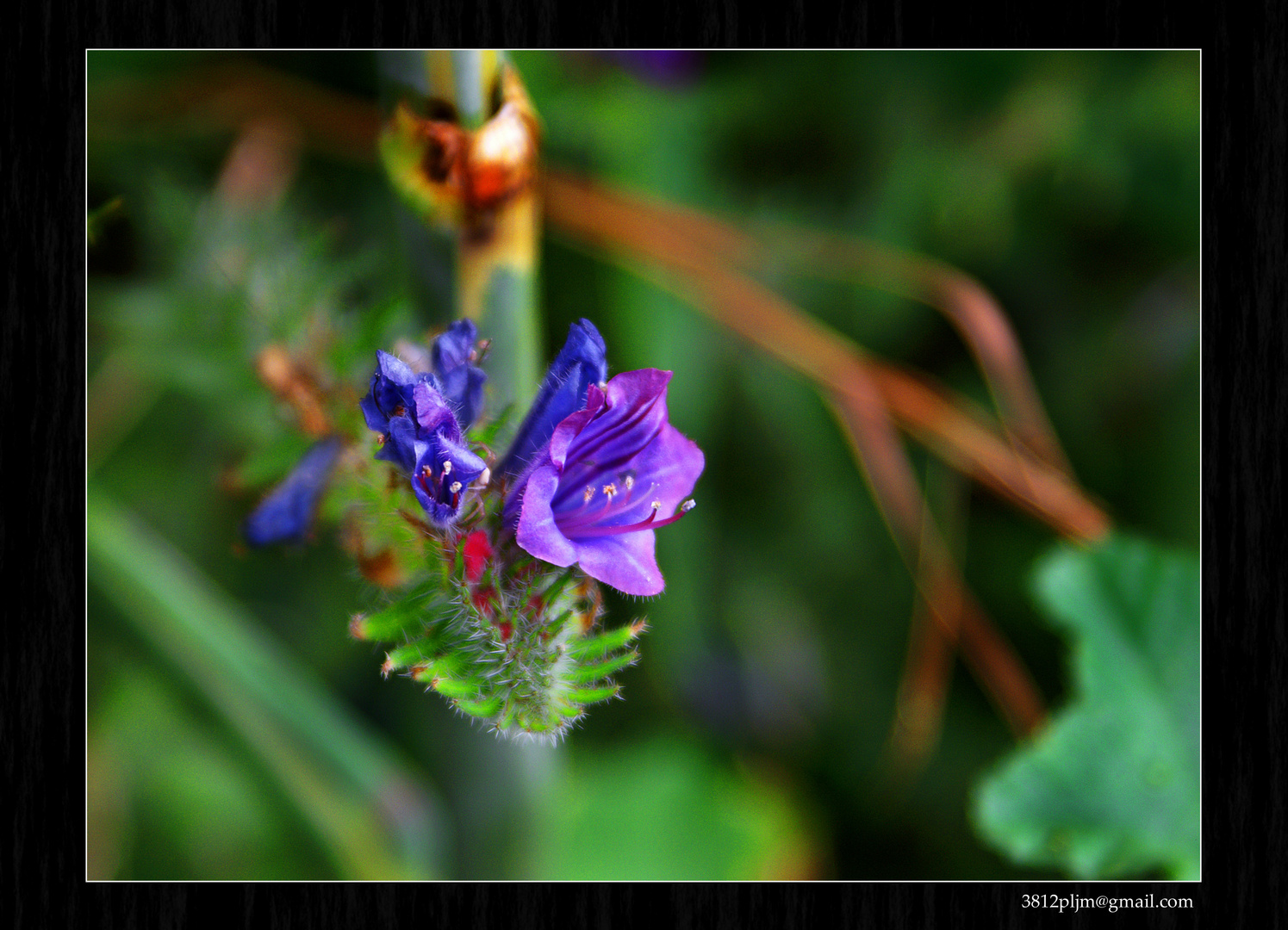 Naturaleza abstracta