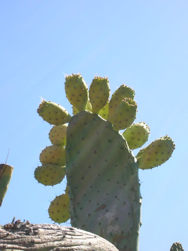 naturaleza al sol