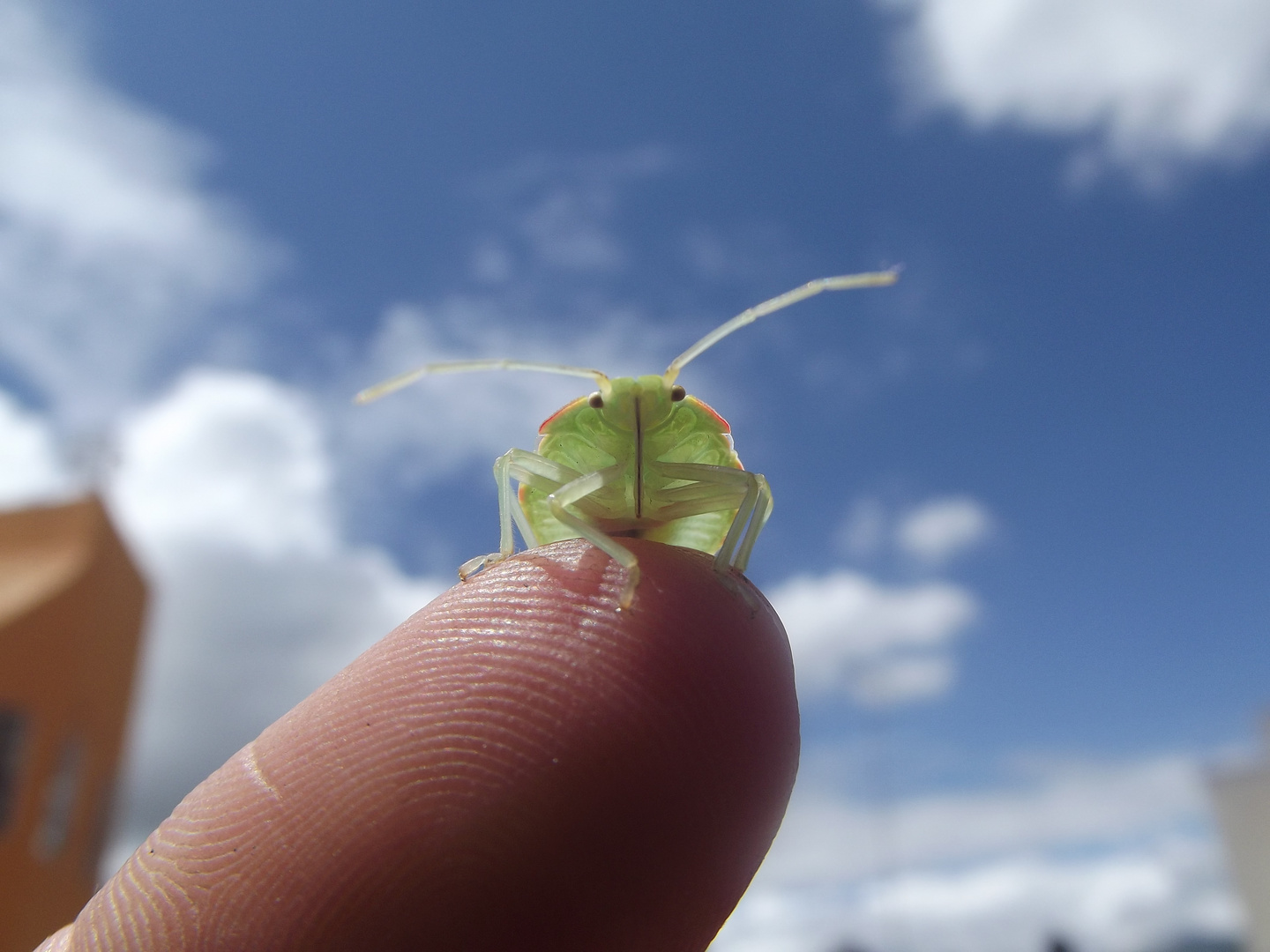 Naturaleza amiga