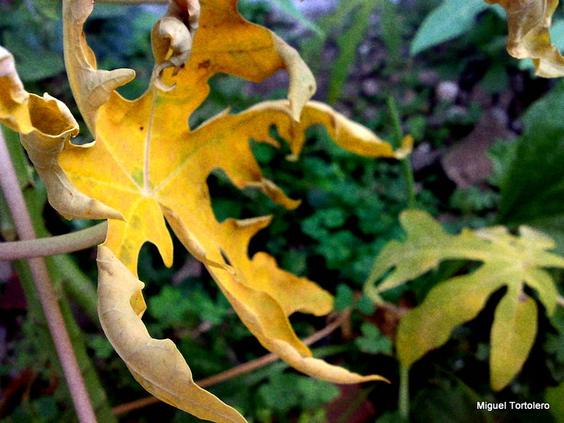 Naturaleza Arraigada