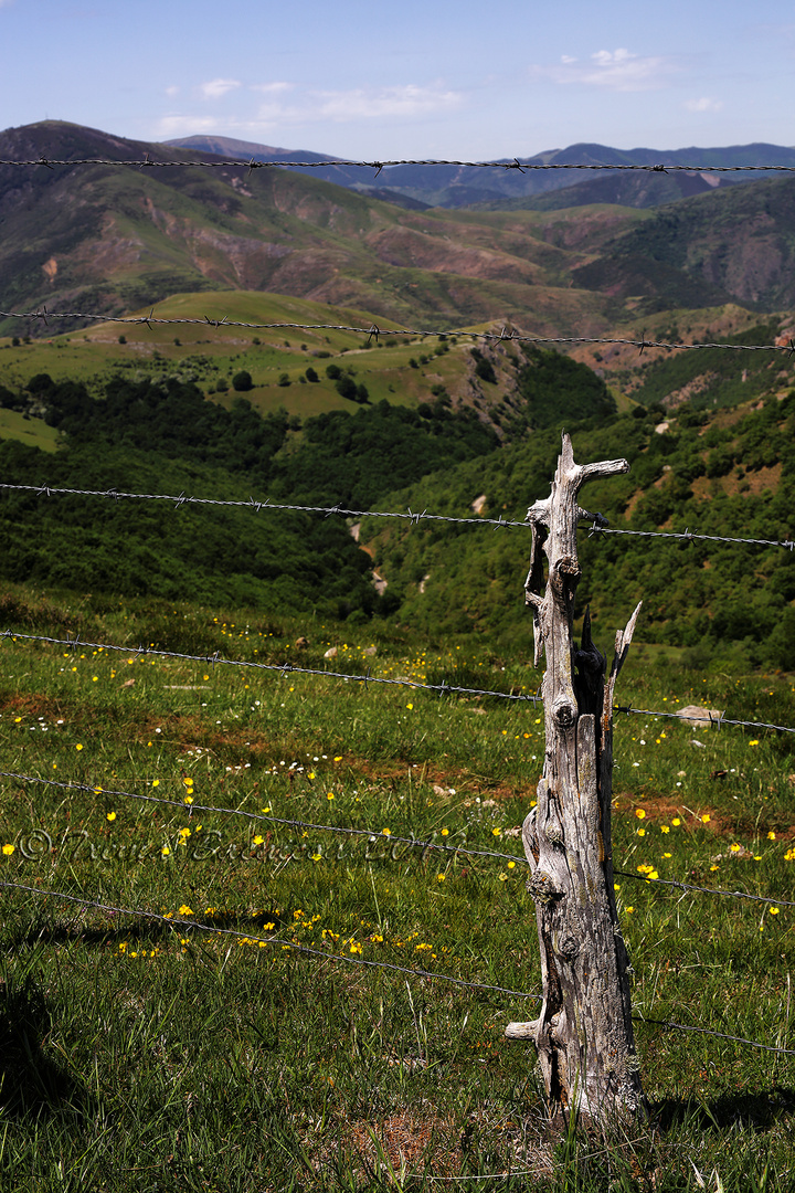 Naturaleza cautiva