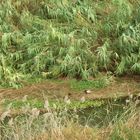 Naturaleza cerana a núcleo urbano