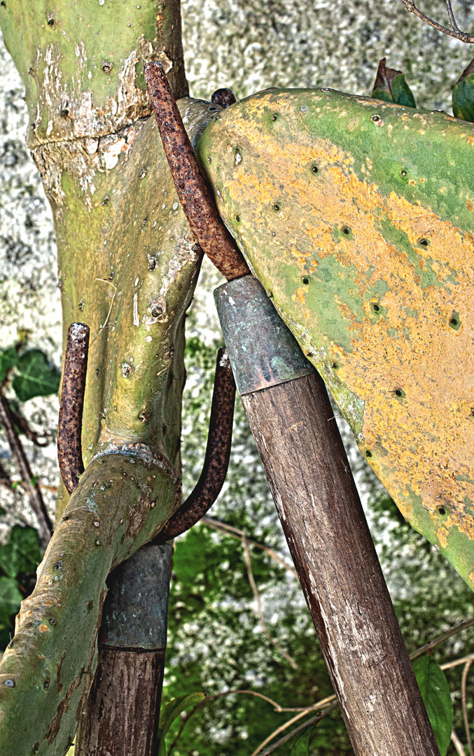 Naturaleza cohibida