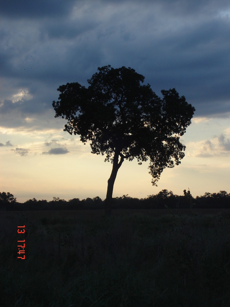 Naturaleza del Chaco paraguayo