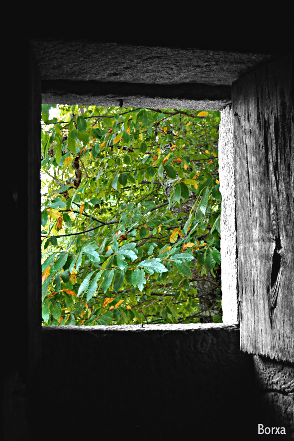 Naturaleza desde la sombra