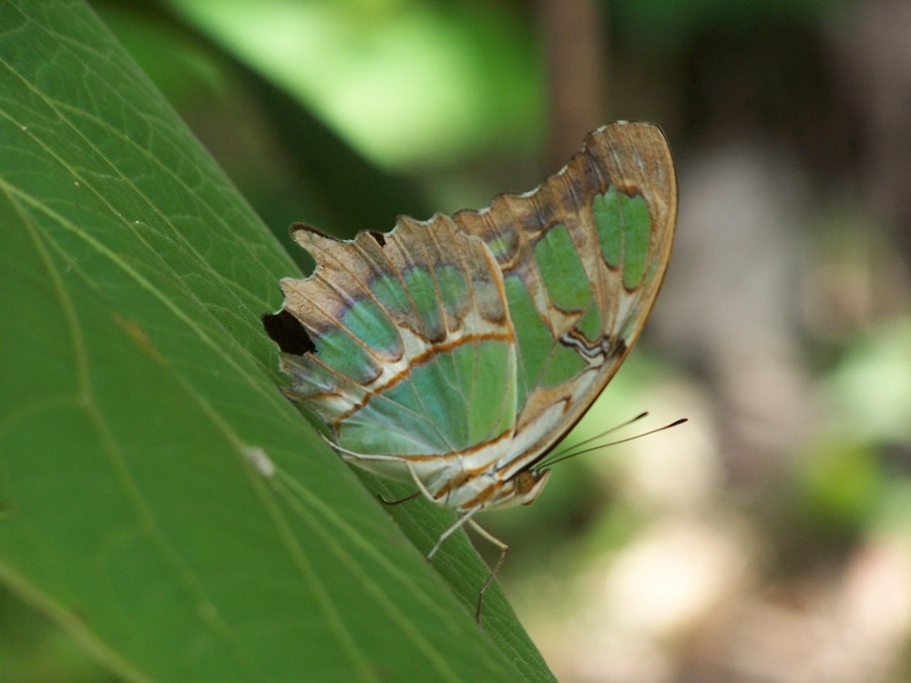 NATURALEZA DIVINA