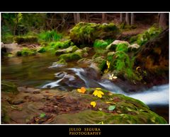 Naturaleza en Color Web