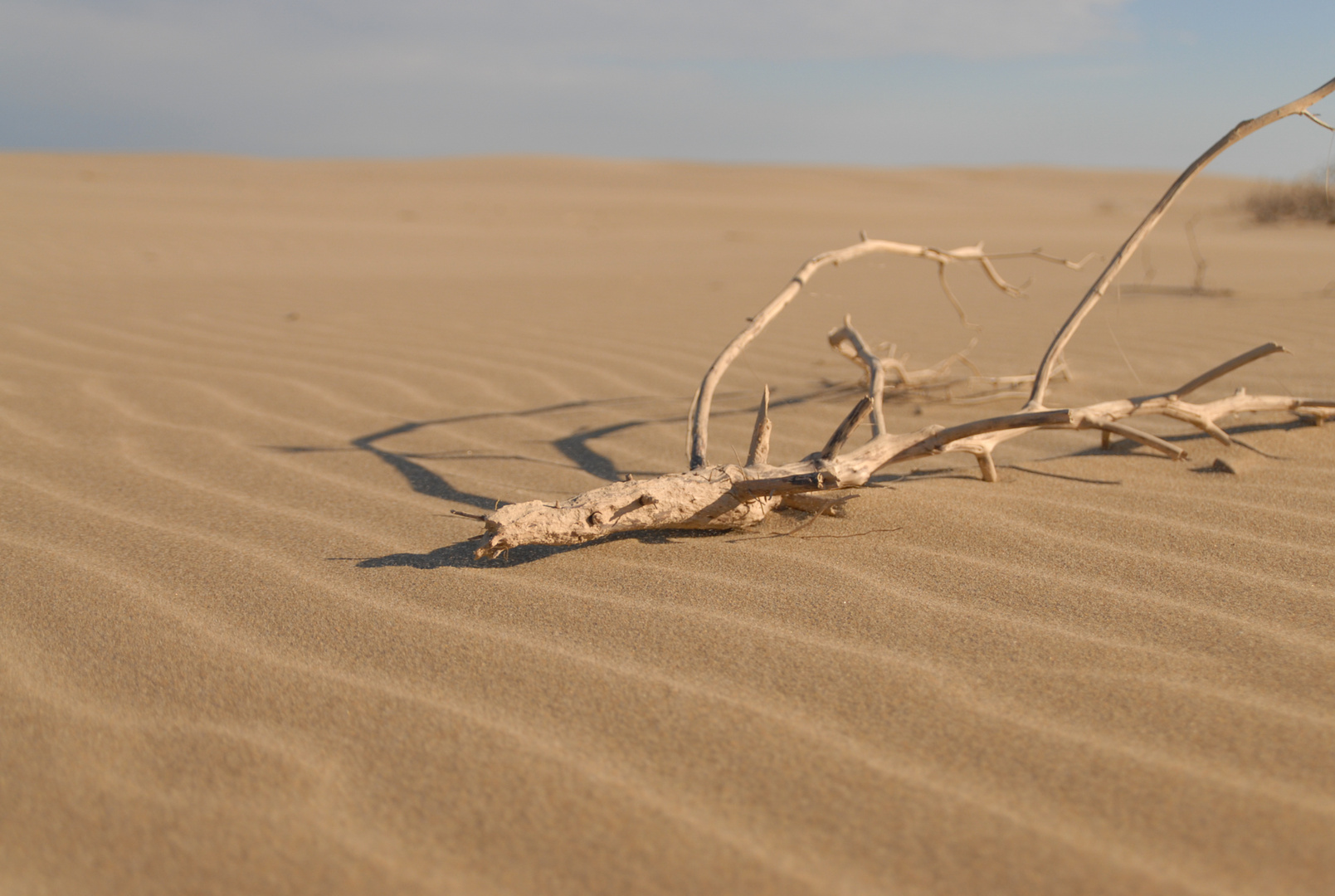 Naturaleza muerta