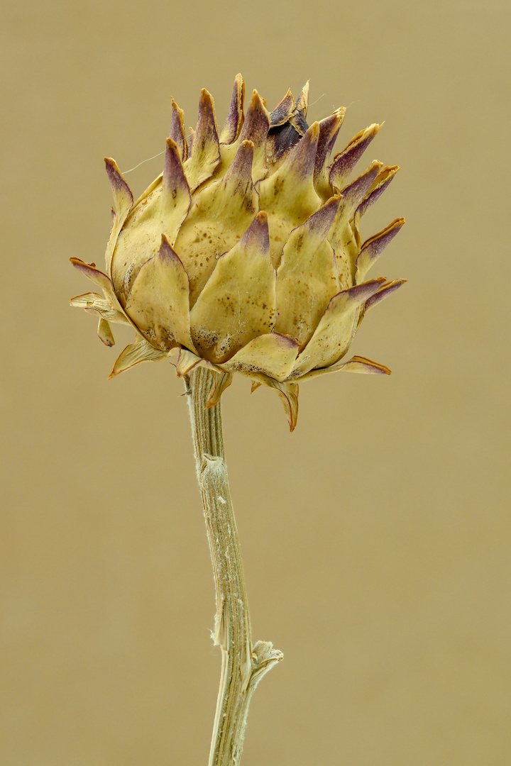 Naturaleza muerta.