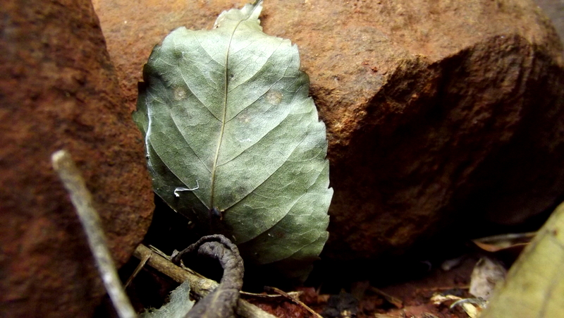 NATURALEZA MUERTA