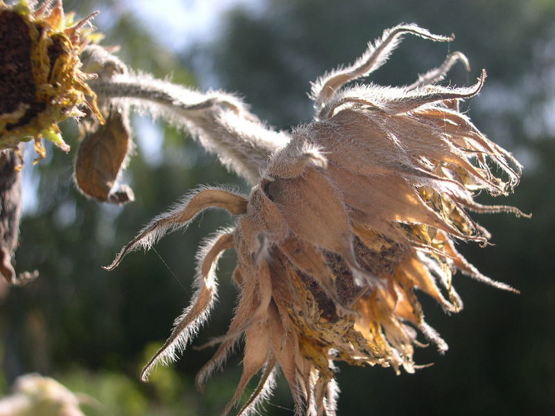 Naturaleza Muerta