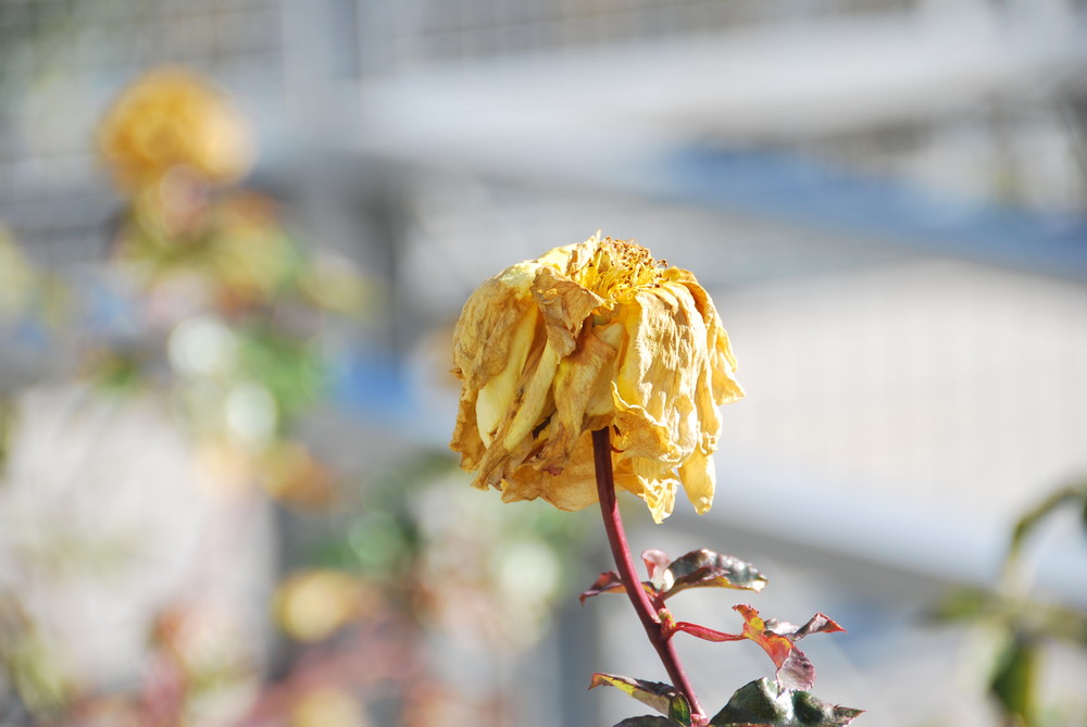 Naturaleza Muerta