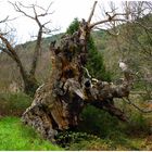 Naturaleza muerta - Caprichos de la Naturaleza